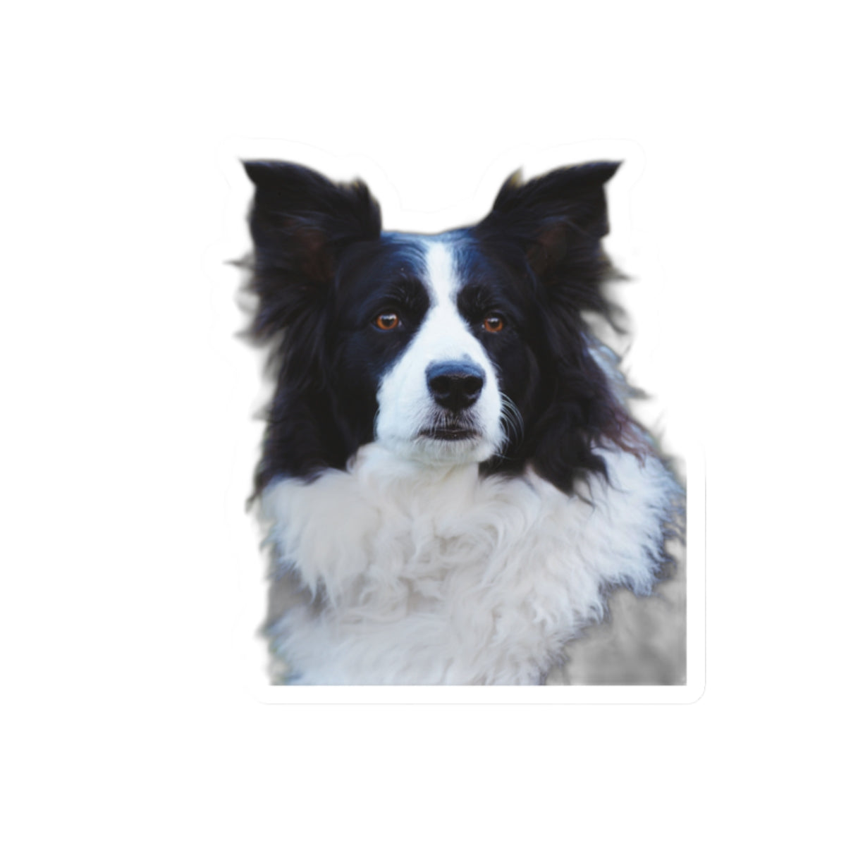 Kiss-Cut Stickers My Border Collie